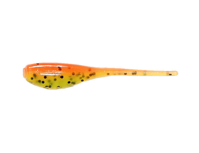 CAJUN CRICKET CAJUN CRICKET