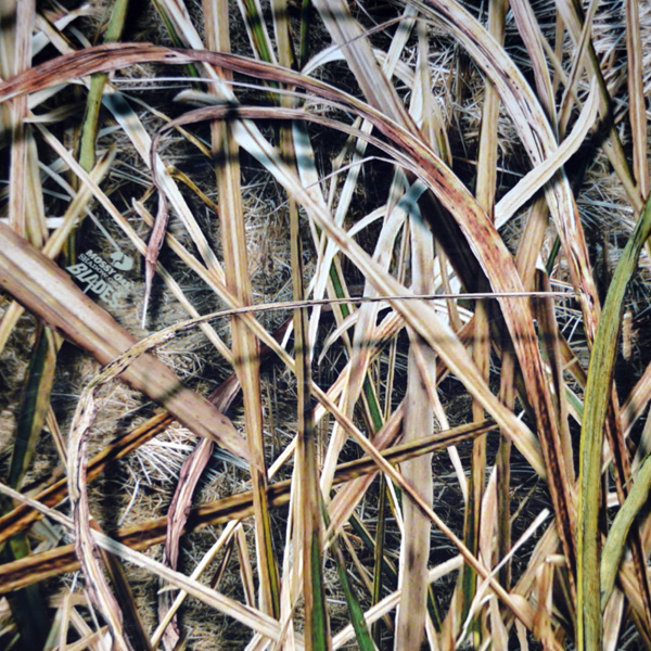 Mossy Oak Shadow Grass Blades mossy oak shadow grass blades
