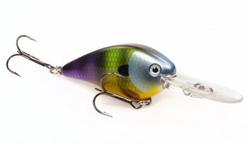 NEON BLUEGILL NEON BLUEGILL