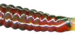 CHARLIE BREWER CRAPPIE SLIDER GRUB BABY BASS CHARTREUSE TAIL