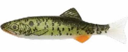 RENOSKY KEYSTONE JIG MINNOW DACE RENOSKY KEYSTONE JIG MINNOW DACE