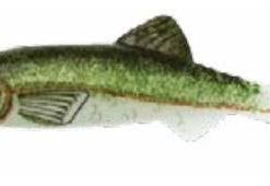 RENOSKY KEYSTONE JIG MINNOW EMERALD SHAD