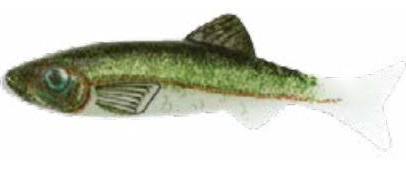 RENOSKY KEYSTONE JIG MINNOW EMERALD SHAD RENOSKY KEYSTONE JIG MINNOW EMERALD SHAD