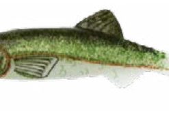 RENOSKY KEYSTONE JIG MINNOW EMERALD SHINER