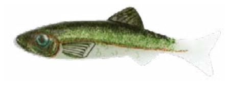 RENOSKY KEYSTONE JIG MINNOW EMERALD SHINER RENOSKY KEYSTONE JIG MINNOW EMERALD SHINER