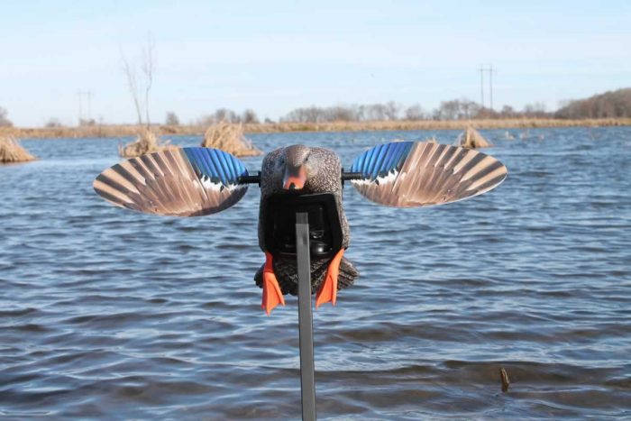 elite_series_mallard_hen_1_40072345 elite_series_mallard_hen_1_40072345