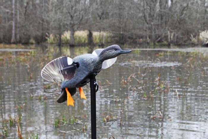 es_gadwall_2 es_gadwall_2